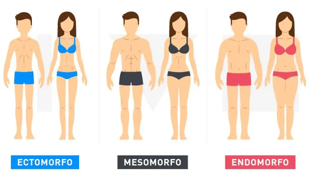 Tipos de cuerpo