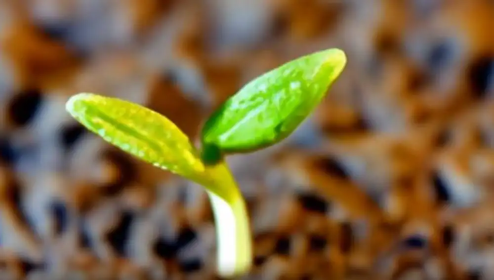 Planta creciendo.