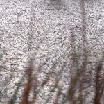 Imagen de los peces que aparecieron muertos. ECOLOGISTAS EN ACCIÓN