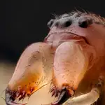 Mandíbulas y cabeza de araña de mandíbula larga (Metellina sp.). Autor:Geir Drange
