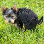 Se endurecen las medidas contra los dueños incívicos de mascotas