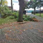 El fuerte viento derriba algunos árboles, ramas y objetos en Zamora