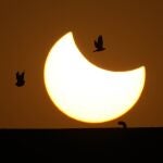 Las palomas sobrevuelan un eclipse solar parcial en Ahmedabad, India