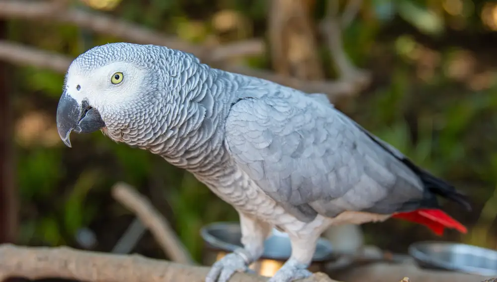 Algunas investigaciones sugieren que estos loros tienen una capacidad de razonamiento similar a la de un niño de tres o cuatro años