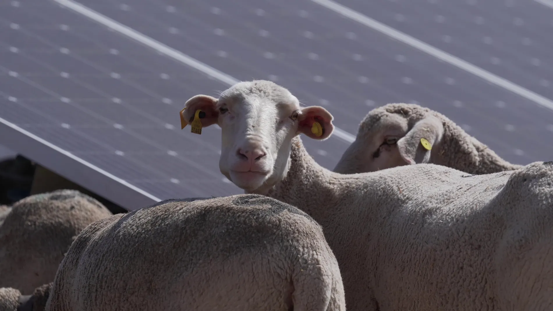 Es necesario acelerar la electrificación de los usos de combustibles fósiles y, por tanto, la penetración de renovables en el mix eléctrico.