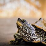 Tortuga