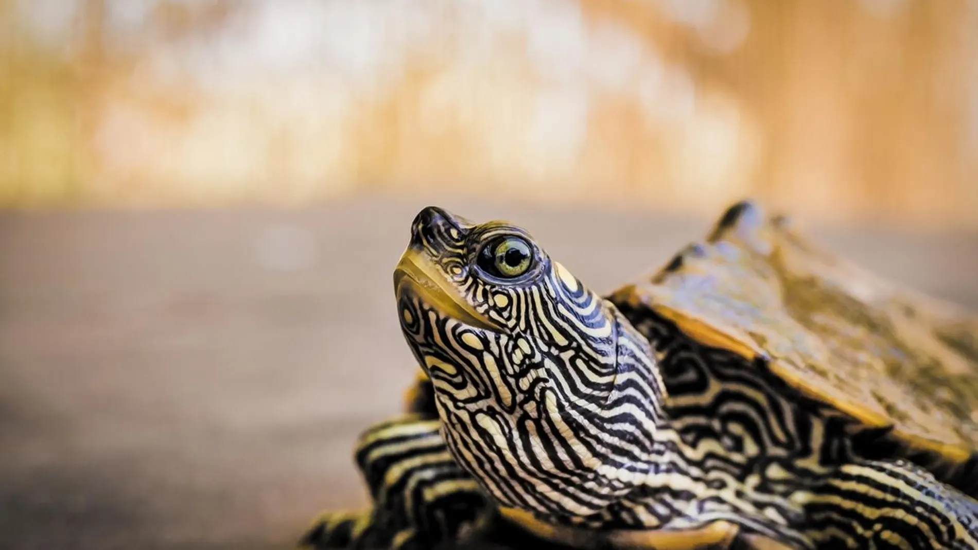 Tortuga