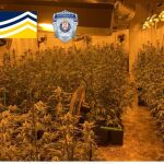 Una de las plantaciones desmanteladas