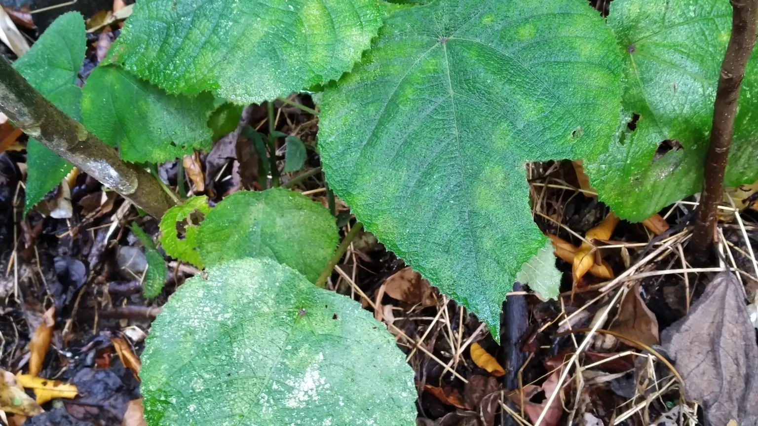 Un espécimen de "Dendrocnide moroides"