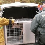 Agentes de la Guardia Civil y personal del Servicio Territorial de Medio Ambiente de la Junta liberan a la hembra de ciervo en cautividad.GUARDIA CIVIL03/11/2022