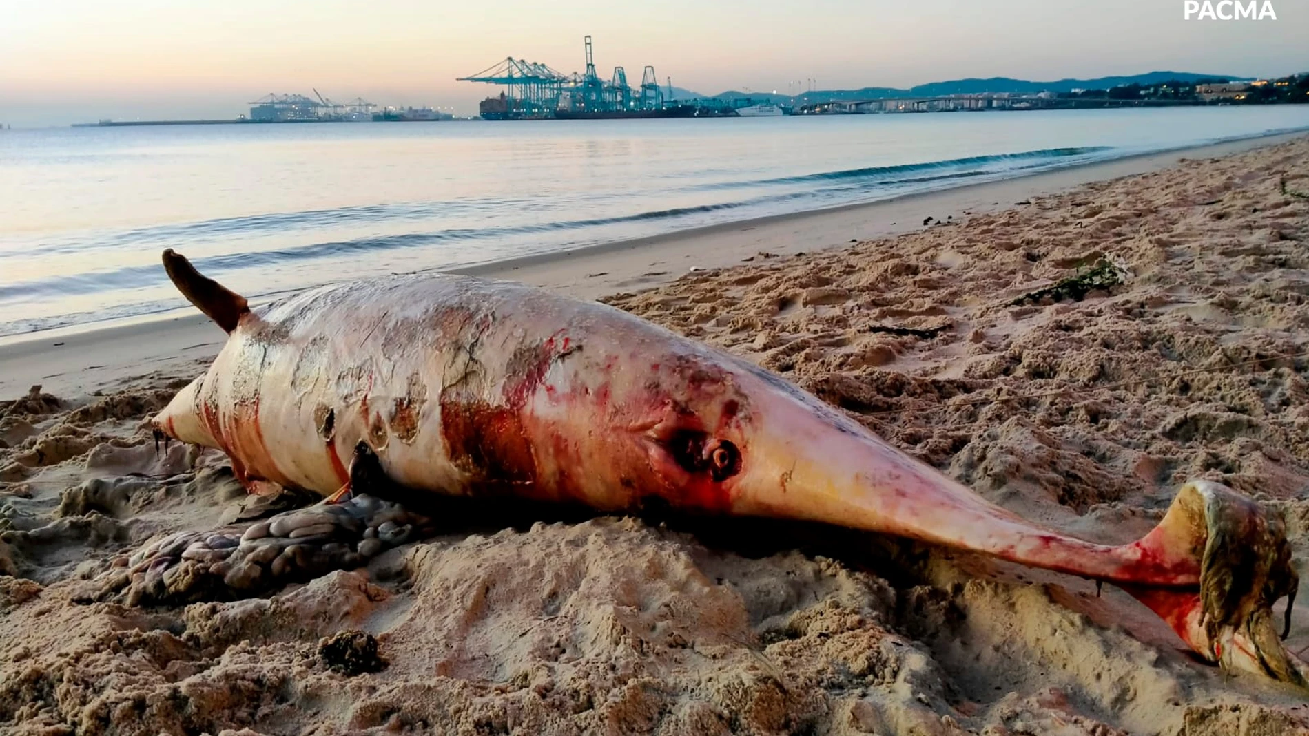 Cadáver del delfín encontrado muerto en la playa del Rinconcillo, en la Bahía de Algeciras (Cádiz)