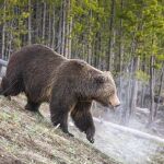 Oso grizzly