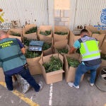 Tenía en cultivo con 257 plantas de marihuana en una nave industrial de La Aparecida