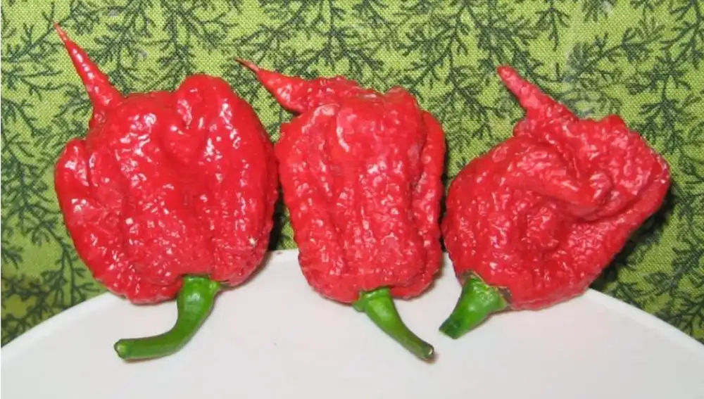 Carolina Reaper, el pimiento más picante del mundo | Fuente: Wikipedia Commons
