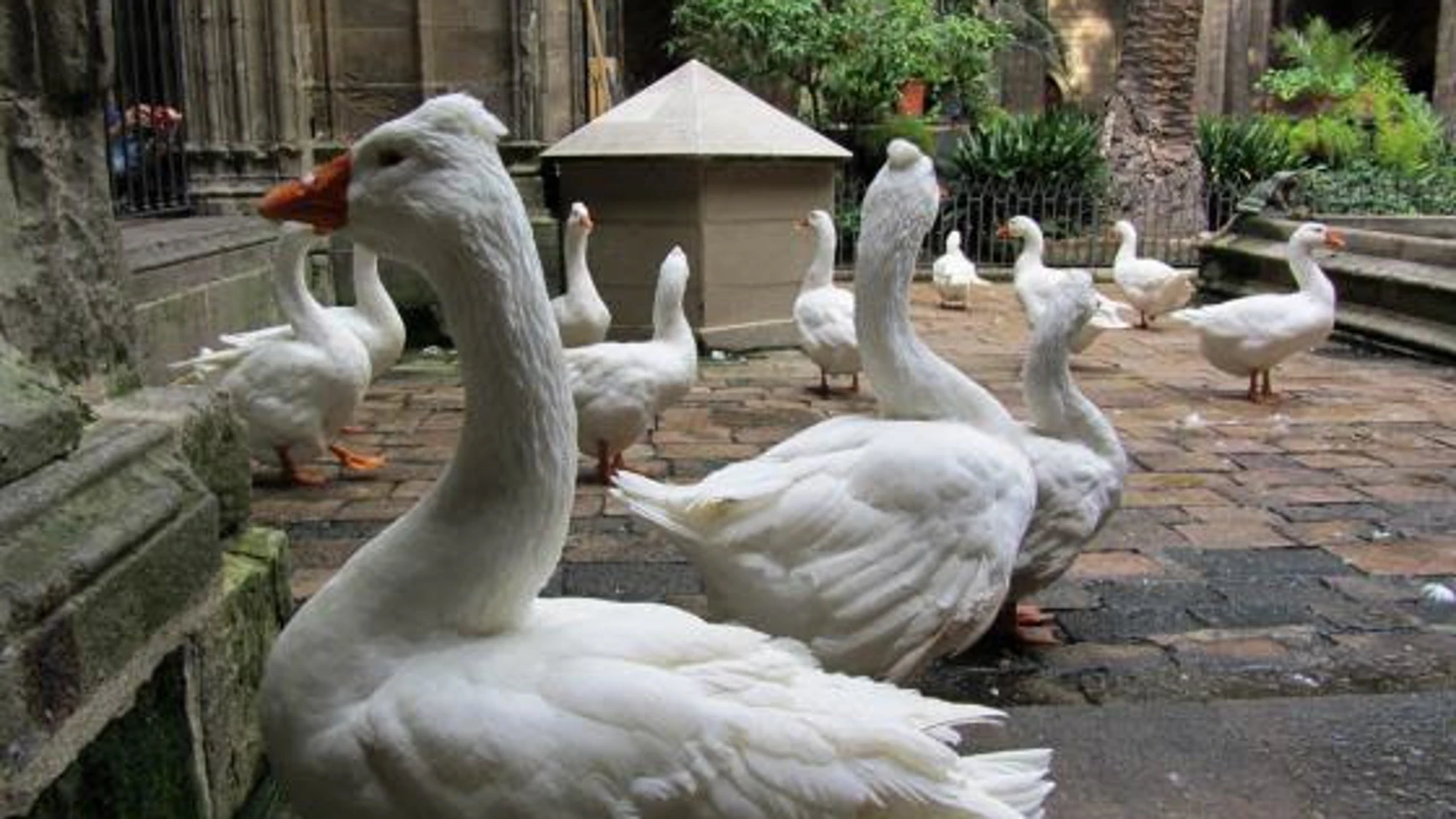 Las ocas de la Catedral de Barcelona