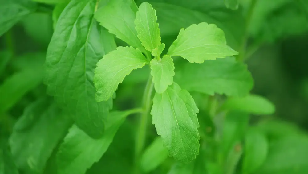 Fotografía de una planta de estevia