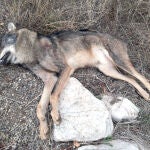 Lobo muerto presuntamente atropellado en la N-234, en Almenar (Soria)