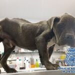 La Policía Nacional detuvo a la propietaria de un perro que tenía signos extremos de desnutrición. POLICÍA NACIONAL