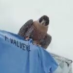 La imagen del halcón para anunciar la convocatoria de Valverde