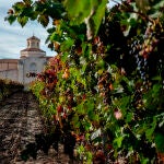 Parte del territorio que integra «La Milla de Oro del Vino» de Valladolid
