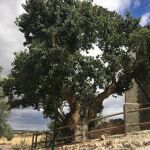 Moral de la pequeña aldea de Villoviado, en Burgos, de diez metros de altura y entre 500 y 600 años de edad,