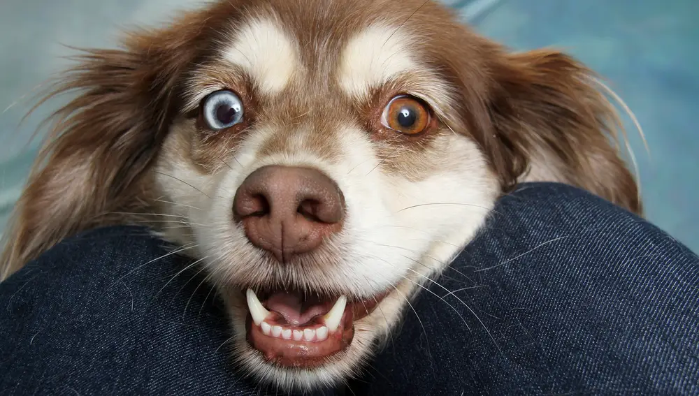 Los folículos del bigote de los perros no cumple ninguna función vital. Eso no quiere decir que podamos cortalos a la ligera | Fuente: Pixabay / Angel