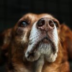 Viajar en coche con mascotas
