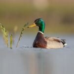 Ánade azulón (Anas platyrhynchos). CISC/GÁBOR SIMAY