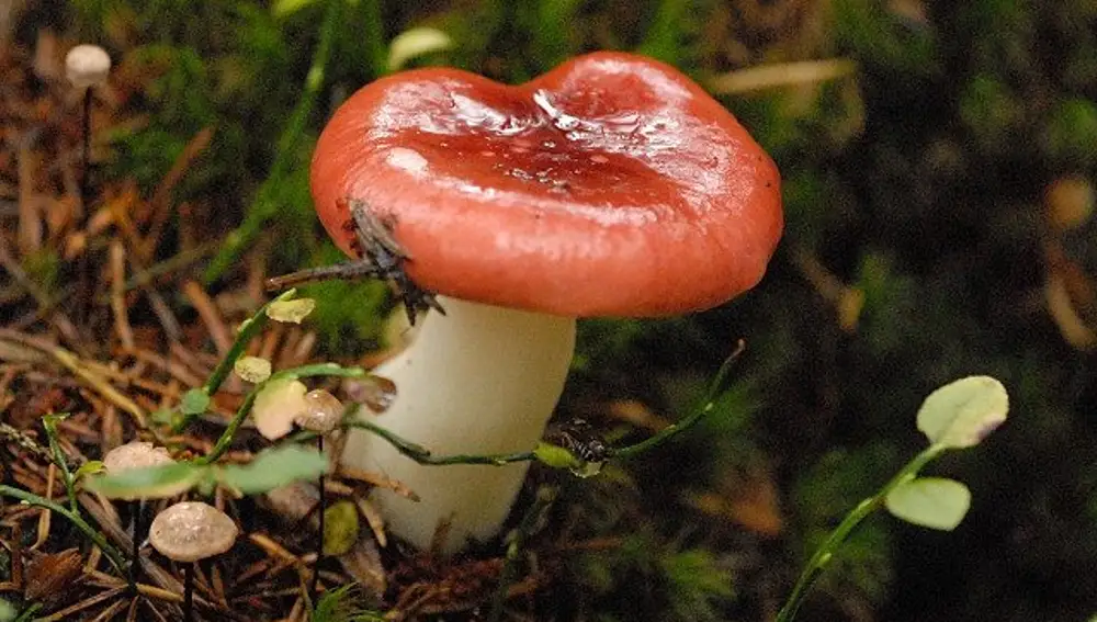 Ejemplar de russula que el recolector de setas puede encontrar en el Bosque de Muniellos