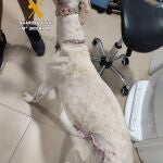 Animal herido en el cuello