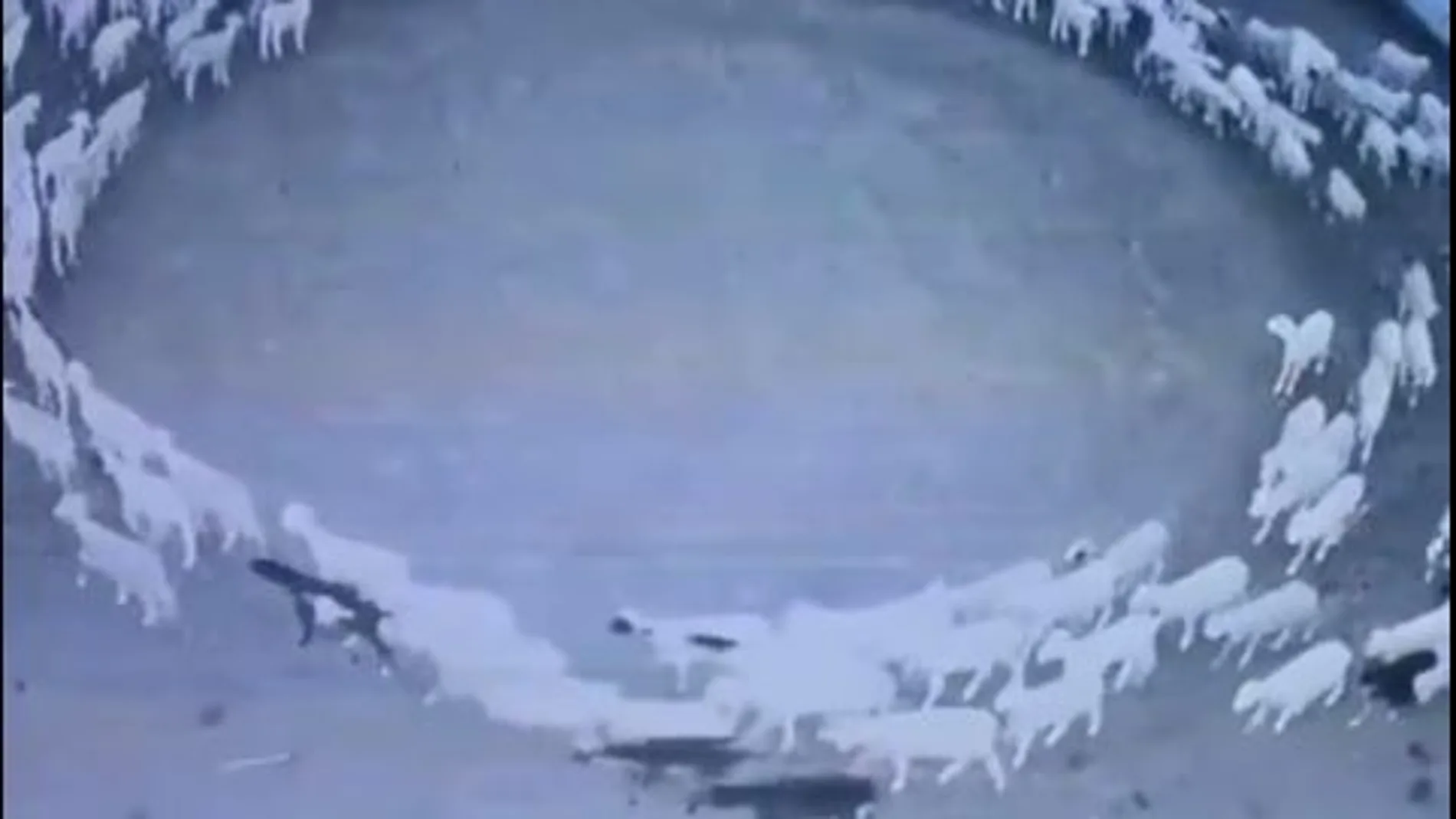 Las ovejas llevan dando vueltas desde el 4 de noviembre