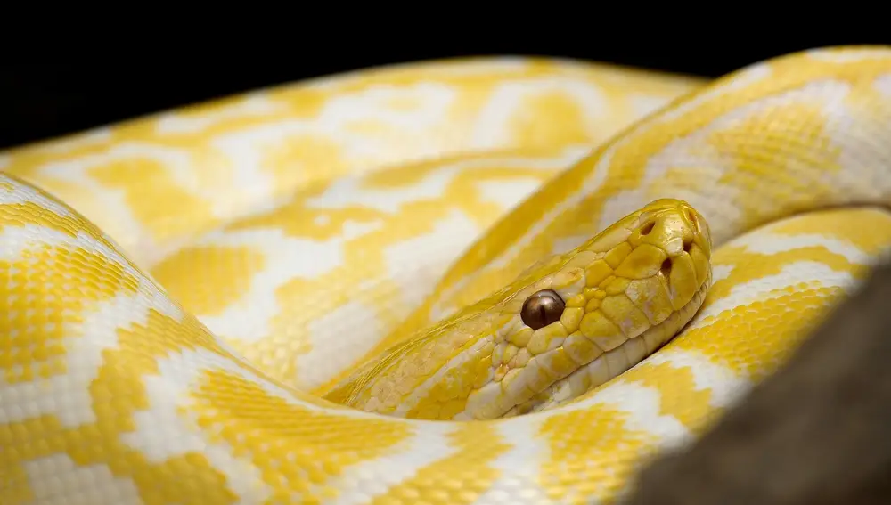 serpiente | Fuente: Filip Kruchlik / Pixabay