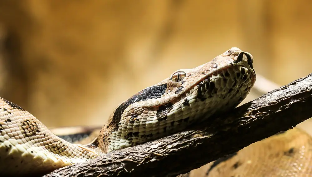 La supervivencia de las serpientes depende mucho de su entorno, por lo que el diseño de los terrarios debe ser el adecuado ! Fuente: Gerhard / Pixabay