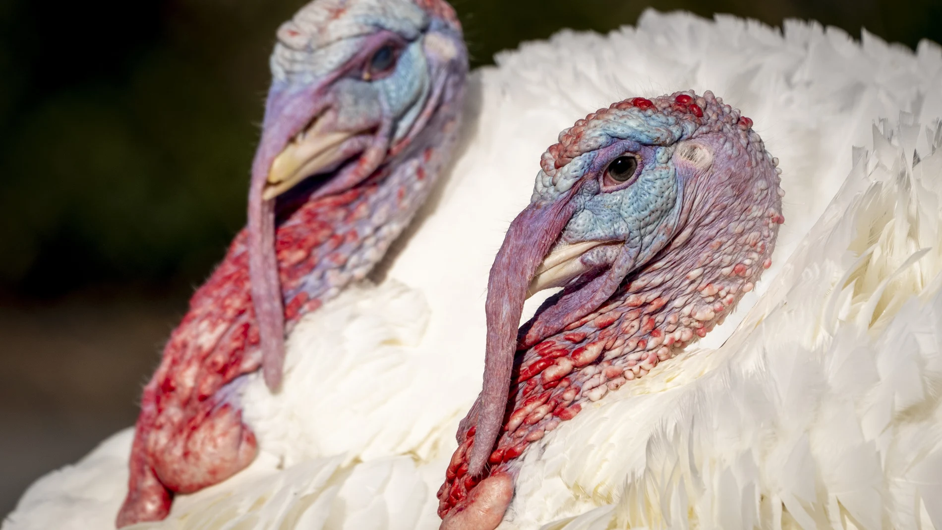Biden indulta a dos pavos por Acción de Gracias y bromea sobre las elecciones