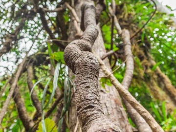 Ayahuasca para mejorar tu salud mental: puro placebo