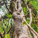 Ayahuasca para mejorar tu salud mental: puro placebo