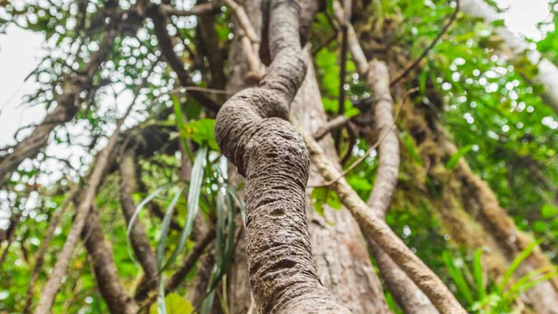 Ayahuasca para mejorar tu salud mental: puro placebo