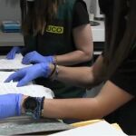 Agentes de la Guardia Civil examinan documentación durante los registros efectuados