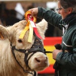 IX Feria de Castilla y León de ganado bovino en Ciudad Rodrigo