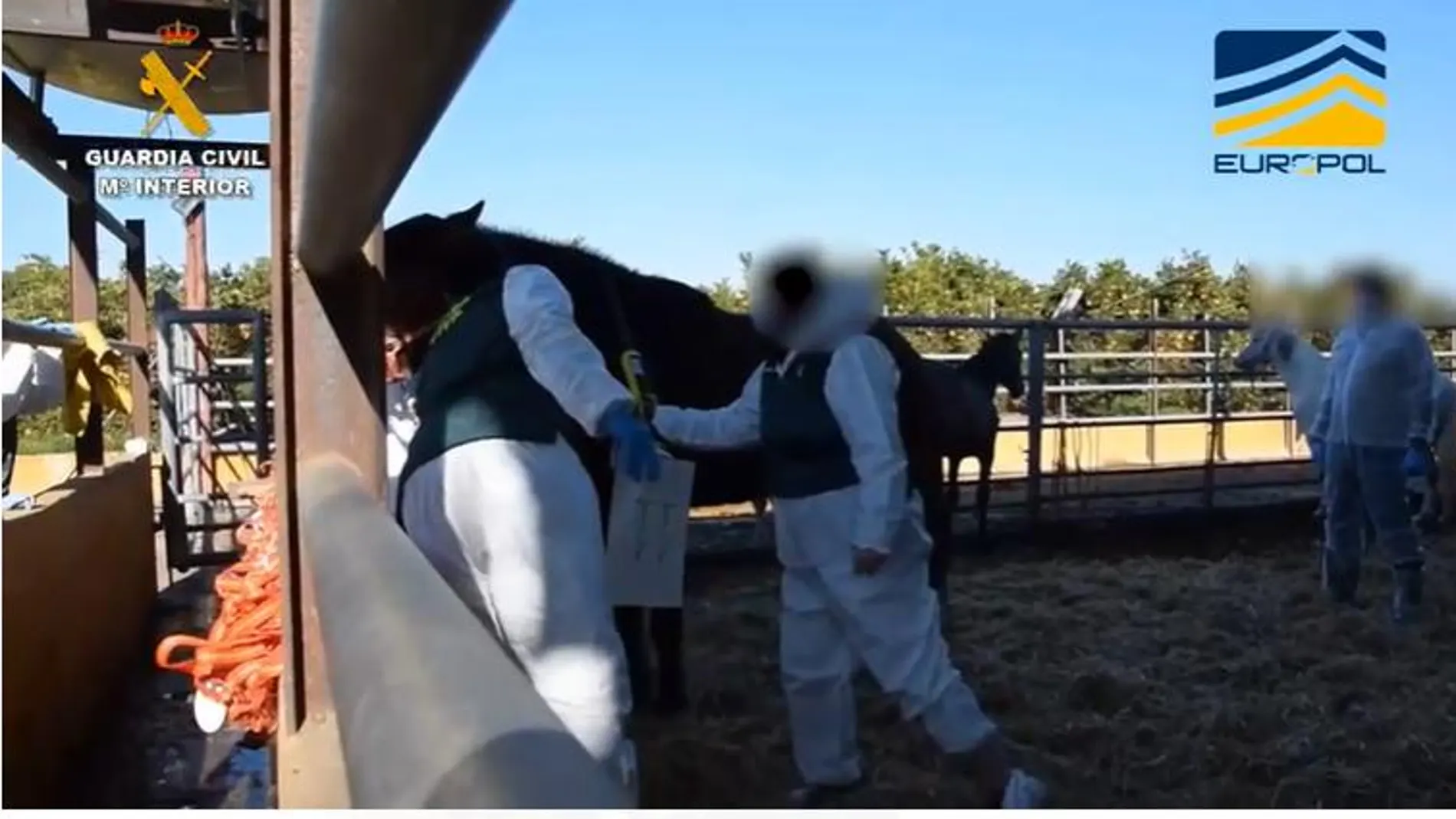 Agentes de la Guardia Civil examinan los caballos que, por su mal estado, tuvieron que ser sacrificados