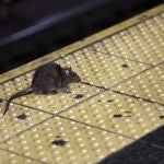 El descubrimiento, de importante repercusión en Salud Pública, del nematodo se ha dado tanto en ratas de alcantarilla (Rattus norvegicus) como en la rata negra (Rattus rattus).
