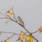 Observación del voluntariado del observatorio RitmeNatura de un papamoscas gris sobre una rama que ha perdido las hojas, en Pedralbes