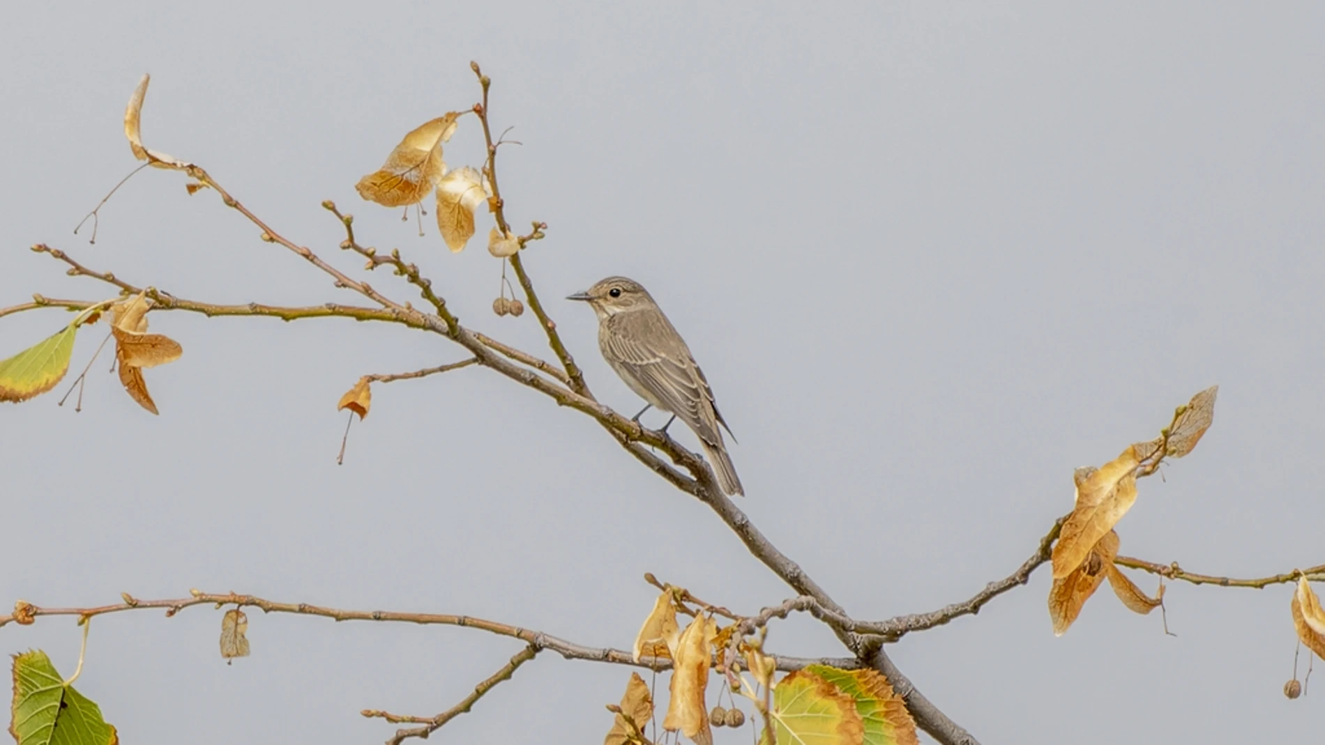 Observación del voluntariado del observatorio RitmeNatura de un papamoscas gris sobre una rama que ha perdido las hojas, en Pedralbes
