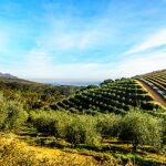 En España según los datos del Mapa se contabilizan 875.531 hectáreas de olivo en regadío, es decir, un 22,58%