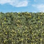 Al incrementar la producción de aceite con una espectacular reducción de costes, esta modalidad oleícola será hegemónica en 20 años