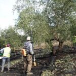 Recogida de aceituna. SUSANA GARRIDO