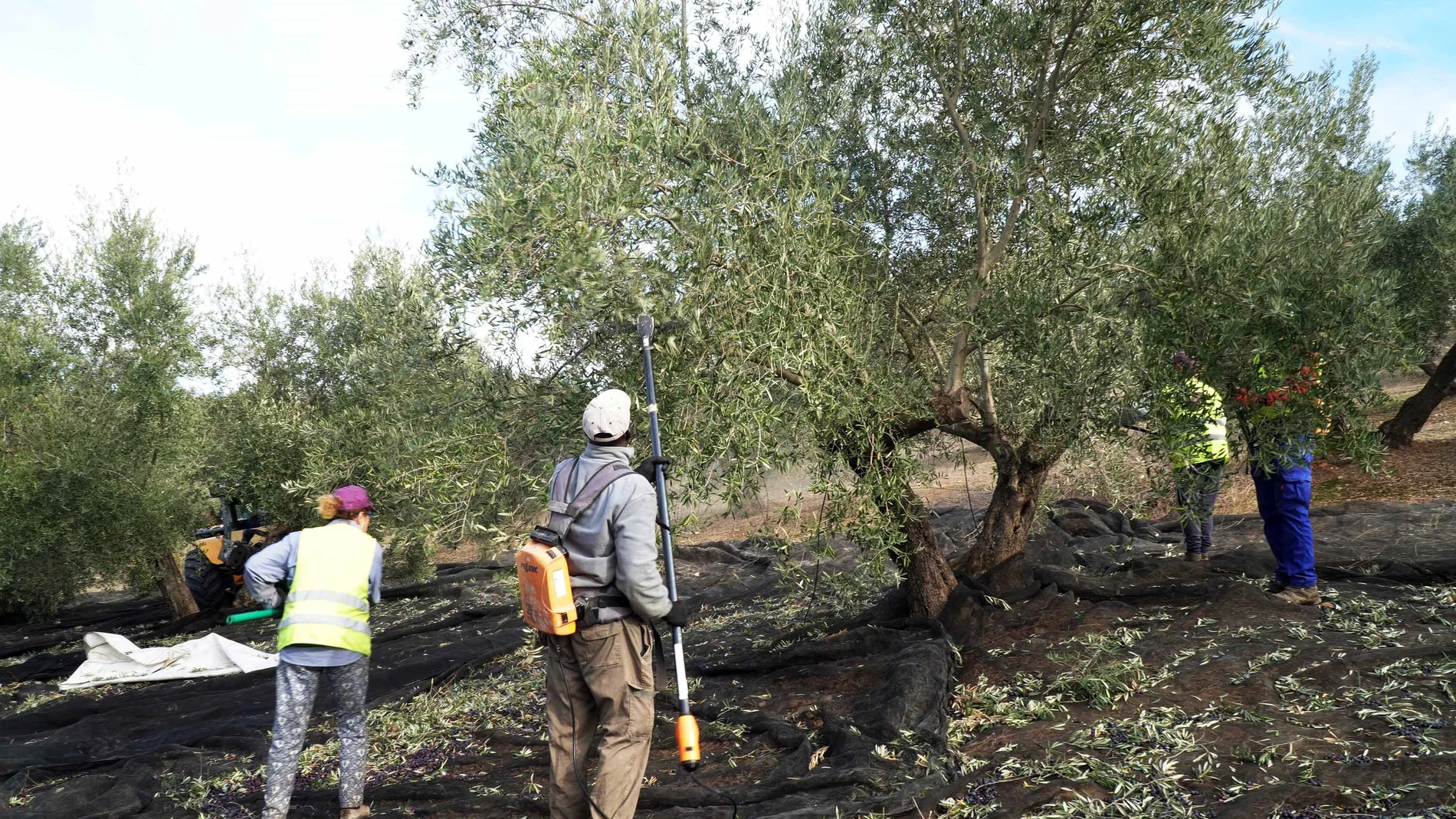 Recogida de aceituna. SUSANA GARRIDO