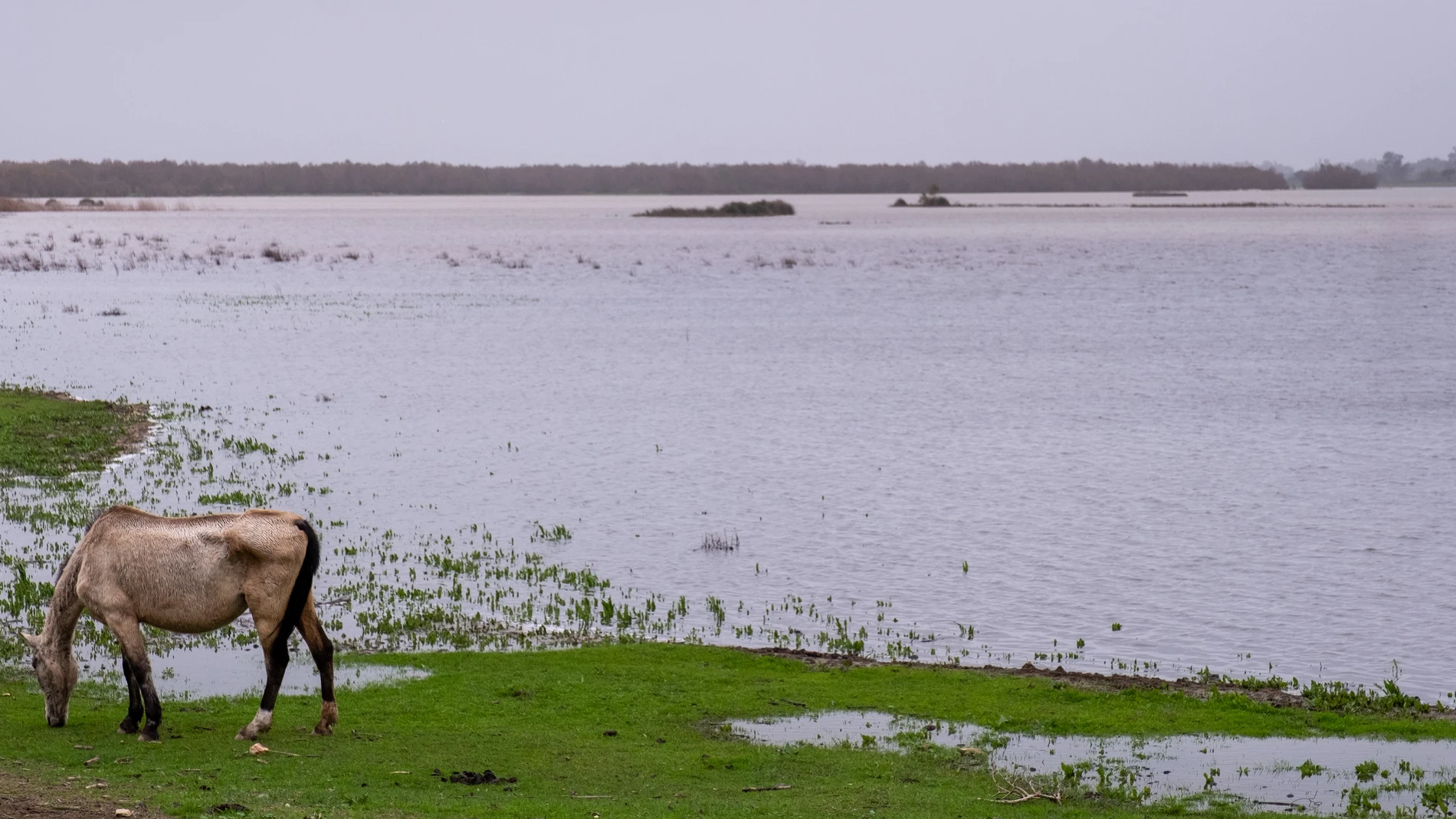 Una zona de las marismas en El Rocío (Huelva). EFE/Julián Pérez