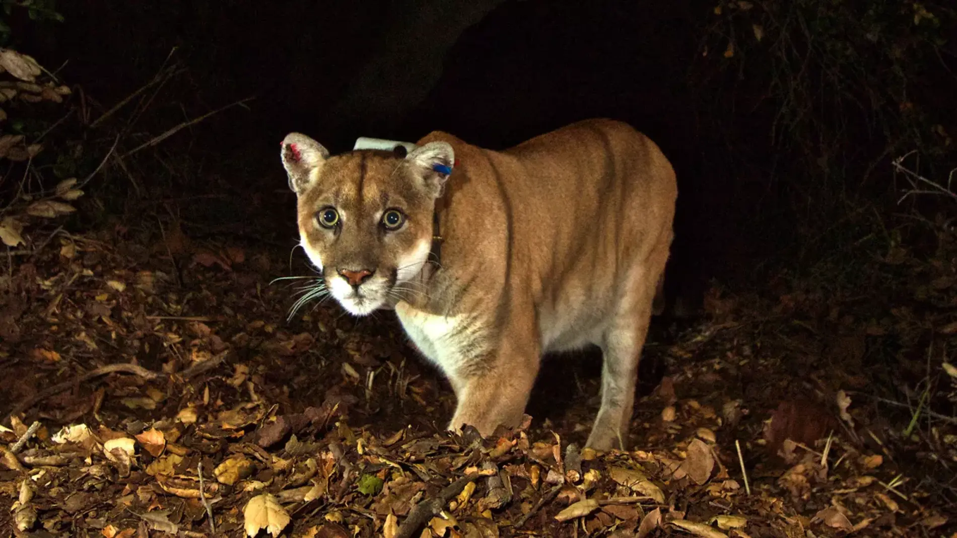 El P-22 de Griffith Park fue capturado para su evaluación tras atacar a varios perros en Silver Lake