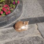 Gato callejero al lado de una parada de autobús en Qatar